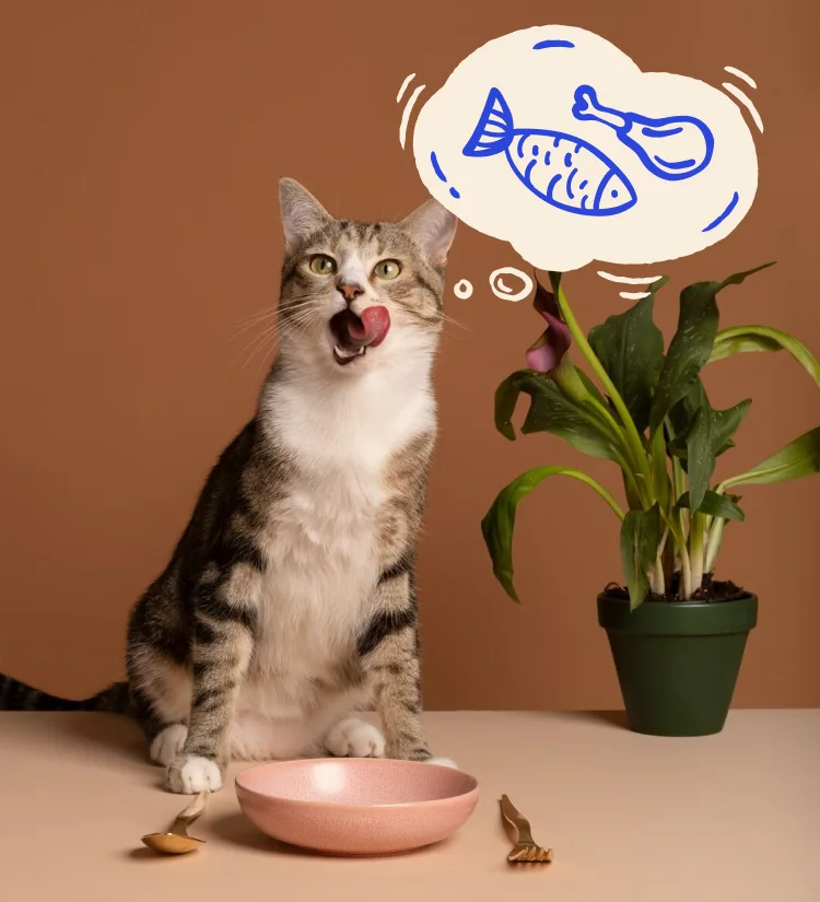 A cat
